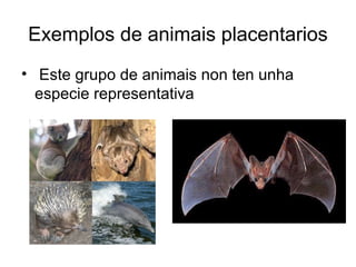Exemplos de animais placentarios 
• Este grupo de animais non ten unha 
especie representativa 
 