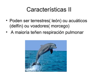 Características II 
• Poden ser terrestres( león) ou acuáticos 
(delfín) ou voadores( morcego) 
• A maioría teñen respiración pulmonar 
 