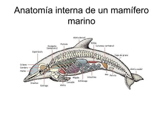 Anatomía interna de un mamífero 
marino 
 