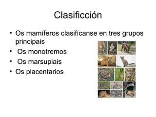 Clasificción 
• Os mamíferos clasifícanse en tres grupos 
principais 
• Os monotremos 
• Os marsupiais 
• Os placentarios 
 