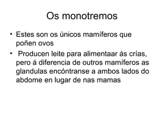 Os monotremos 
• Estes son os únicos mamíferos que 
poñen ovos 
• Producen leite para alimentaar ás crías, 
pero á diferencia de outros mamíferos as 
glandulas encóntranse a ambos lados do 
abdome en lugar de nas mamas 
 