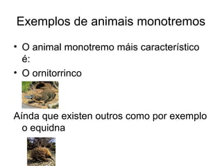 Exemplos de animais monotremos 
• O animal monotremo máis característico 
é: 
• O ornitorrinco 
Aínda que existen outros como por exemplo 
o equidna 
 
