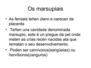Os marsupiais 
• As femiais teñen útero e carecen de 
placenta 
• Teñen una cavidade denominada 
marsupio, este é un pregue da pel onde 
meten as crías recén nacidas ata que 
rematan o seu desenvolvemento. 
• Poden ser carnívoros(sarigüeias) ou 
hervíboros(canguros) 
 