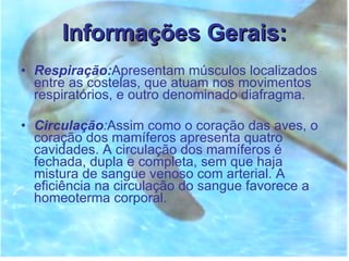 Informações Gerais: Respiração: Apresentam músculos localizados entre as costelas, que atuam nos movimentos respiratórios, e outro denominado diafragma. Circulação : Assim como o coração das aves, o coração dos mamíferos apresenta quatro cavidades. A circulação dos mamíferos é fechada, dupla e completa, sem que haja mistura de sangue venoso com arterial. A eficiência na circulação do sangue favorece a homeoterma corporal.  