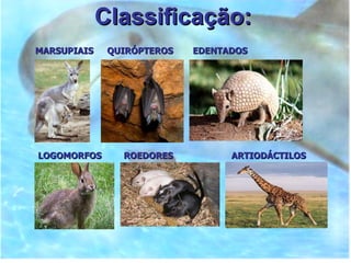 Classificação: MARSUPIAIS QUIRÓPTEROS EDENTADOS LOGOMORFOS ROEDORES ARTIODÁCTILOS 