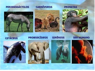 PERISSODÁCTILOS  CARNÍVOROS  PRIMATAS CETÁCEOS  PROBOSCÍDEOS SIRÊNIOS SER HUMANO 