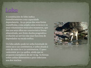 A constitución do lobo indica
inmediatamente a súa capacidade
depredatoria. As 42 pezas das súas fortes
mandíbulas, a súa ampla caixa torácica e os
seus voluminosos músculos maseteros, que
dan aos seus ollos esa característica forma
almendrada, son froito dunha pragmática
evolución ao servizo das súas funcións de
depredador na escala trófica.

Un lobo adulto pode ter unha lonxitude de
entre 100 e 120 centímetros, e unha alzada á
cruz de entre 60 e 70 centímetros. O peso
varía entre 30 e 50 quilos, aínda que se
atoparon exemplares de até 75 kg. As femias
teñen unhas dimensións e peso inferiores
aos dos machos.

.
 