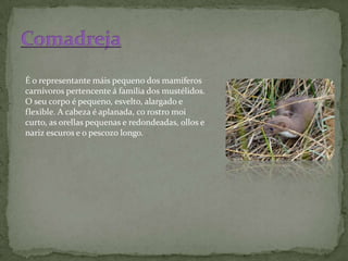 É o representante máis pequeno dos mamíferos
carnívoros pertencente á familia dos mustélidos.
O seu corpo é pequeno, esvelto, alargado e
flexible. A cabeza é aplanada, co rostro moi
curto, as orellas pequenas e redondeadas, ollos e
nariz escuros e o pescozo longo.
 