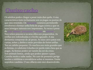 Os adultos poden chegar a pesar máis dun quilo. A súa
característica máis rechamante son as pugas ou puntas de
que está revestido. Os músculos cutáneos permítenlle
envolverse e formar unha bóla de pugas contra a que os
seus inimigos naturais son impotentes. Ás veces é presa
de cans, raposos, porcoteixos, lamotes ou curuxas.
Non teñen pescozo e os seus ollos son pequeniños. As
orellas son redondeadas e o fociño aguzado. A súa
dentamia componse de 36 pezas. As súas catro patas son
curtas, teñen 5 dedos e están providas de fortes unllas.
Ten un rabiño pequeno. Os machos son máis grandes que
as femias, e o abdome é dunha cor parda máis clara que as
pugas. As femias poden ser tamén da cor da cinza.
Son animais lentos, aínda que poden apurar o paso.
Camiña moito e sabe nadar. No caso de presentir perigo
tenden a inhibirse e enrodelarse sobre si mesmos. Emite
sopridos e asobíos. O seu olfacto está moi desenvolvido.
 