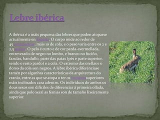 A ibérica é a máis pequena das lebres que poden atoparse
actualmente en España. O corpo mide ao redor de
45 centímetros, máis 10 de cola, e o peso varía entre os 2 e
2,5 quilos. O pelo é curto e de cor parda-avermellada,
entreverado de negro no lombo, e branco no fuciño,
fazulas, bandullo, parte das patas (pés e parte superior,
sendo o resto pardo) e a cola. O extremo das orellas e o
dorso da cola son negros. A lebre ibérica diferénciase
tamén por algunhas características da arquitectura do
cranio, entre as que se atopa o ter os incisivossuperiores
máis inclinados cara adentro. Os individuos de ambos os
dous sexos son difíciles de diferenciar á primeira ollada,
aínda que polo xeral as femias son de tamaño lixeiramente
superior.
 