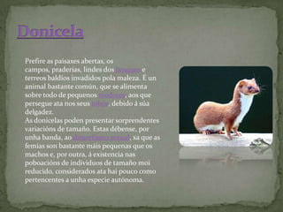 Prefire as paisaxes abertas, os
campos, praderías, lindes dos bosques e
terreos baldíos invadidos pola maleza. É un
animal bastante común, que se alimenta
sobre todo de pequenos roedores, aos que
persegue ata nos seus tobos, debido á súa
delgadez.
As donicelas poden presentar sorprendentes
variacións de tamaño. Estas débense, por
unha banda, ao dimorfismo sexual, xa que as
femias son bastante máis pequenas que os
machos e, por outra, á existencia nas
poboacións de individuos de tamaño moi
reducido, considerados ata hai pouco como
pertencentes a unha especie autónoma.
 