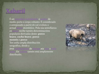 É un mamífero artiodáctilo e suídeo de
medio porte e corpo robusto. É considerado
o antepasado a partir do cal evoluíu o
actual porco doméstico. Pola súa semellanza
co porco recibe tamén denominacións
populares derivadas deste: porco
bravo, cocho bravo, porco
montés e porco
Ten unha ampla distribución
xeográfica, desde a
área mediterránea de Europa ata Asia e Indo
nesia. En Galicia tamén está amplamente
distribuído.
 