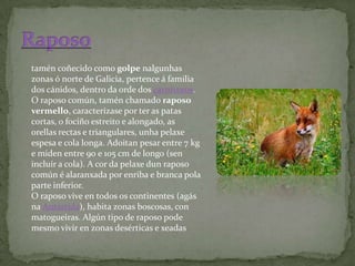 tamén coñecido como golpe nalgunhas
zonas ó norte de Galicia, pertence á familia
dos cánidos, dentro da orde dos carnívoros.
O raposo común, tamén chamado raposo
vermello, caracterízase por ter as patas
cortas, o fociño estreito e alongado, as
orellas rectas e triangulares, unha pelaxe
espesa e cola longa. Adoitan pesar entre 7 kg
e miden entre 90 e 105 cm de longo (sen
incluír a cola). A cor da pelaxe dun raposo
común é alaranxada por enriba e branca pola
parte inferior.
O raposo vive en todos os continentes (agás
na Antártida), habita zonas boscosas, con
matogueiras. Algún tipo de raposo pode
mesmo vivir en zonas desérticas e xeadas
 