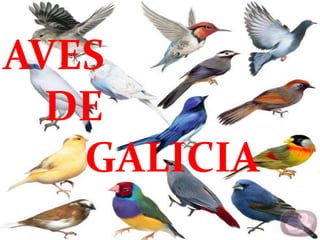 AVES
  DE
   GALICIA
 