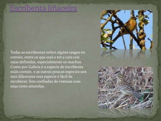 Todas as escribentas teñen algúns rasgos en
común, entre os que está o ter a cara con
raias definidas, especialmente os machos.
Como por Galicia é a especie de escribenta
máis común, e as outras poucas especies son
moi diferentes esta especie é fácil de
recoñecer. Son confiadas de vistosas coas
súas cores amarelas.
 