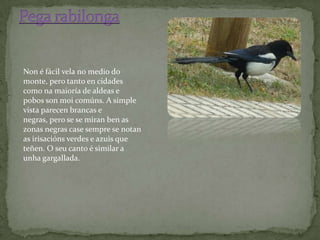 Non é fácil vela no medio do
monte, pero tanto en cidades
como na maioría de aldeas e
pobos son moi comúns. A simple
vista parecen brancas e
negras, pero se se miran ben as
zonas negras case sempre se notan
as irisacións verdes e azuis que
teñen. O seu canto é similar a
unha gargallada.
 