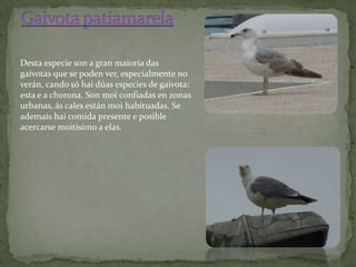 Desta especie son a gran maioría das
gaivotas que se poden ver, especialmente no
verán, cando só hai dúas especies de gaivota:
esta e a chorona. Son moi confiadas en zonas
urbanas, ás cales están moi habituadas. Se
ademais hai comida presente e posible
acercarse moitísimo a elas.
 