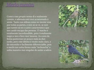 Como o seu propio nome di e realmente
común, e ademais está moi acostumado á
xente. Tanto nas aldeas coma no monte vese
por todas as partes, e non so se ve, se non
que tamén se oe o canto característico que
ten cando escapa das persoas. O macho é
totalmente inconfundible, pois é totalmente
negro e ten o bico moi laranxa. As cores da
femia parécense un pouco máis ás dun
tordo, pero este último é moito máis claro, e
do estorniño e facilmente diferenciable, pois
o merlo ten unha forma máis "rechoncha" e
unha maneira moi singular de andar a saltos.
 