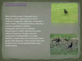 Esté córvido tamén é chamado corvo
pequeno, pola comparación co corvo
carnazal, ou grande, aínda que o primeiro é
máis común. É extremadamente coñecido, e
é tamén xeralmente odiado e
perseguido, pois come as colleitas
sementadas e o millo, ademáis de outros
cultivos humanos. As súas cores son
totalmente inconfundibles: un negro
absoluto, só parecido o do merlo, pero este e
moito máis pequeno. Outro motivo que non
lle dá ao corvo moita popularidade e que
come carniza.
 