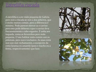 A estreliña e a ave máis pequena de Galicia,
pero non a riscada se non a dos piñeiros, que
é moito menos común, pero a diferencia é
mínima. Pode parecer menor ca o carrizo
pero esto pode deberse a que o carrizo leva
frecuentemente o rabo ergueito. É unha ave
inqueda, coma os ferreiriños pero máis
pequena. O seu habitat máis común son os
piñeirais, pero non é exclusivo. As súas cores
non son moi rechamantes, a excepción da
creta laranxa ou amarela (para o macho ou a
femia, respectivamente) que luce.
 