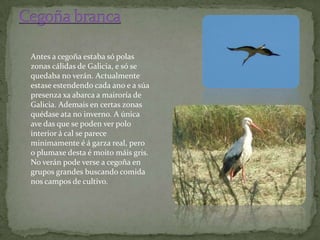 Antes a cegoña estaba só polas
zonas cálidas de Galicia, e só se
quedaba no verán. Actualmente
estase estendendo cada ano e a súa
presenza xa abarca a mairoría de
Galicia. Ademais en certas zonas
quédase ata no inverno. A única
ave das que se poden ver polo
interior á cal se parece
minimamente é á garza real, pero
o plumaxe desta é moito máis gris.
No verán pode verse a cegoña en
grupos grandes buscando comida
nos campos de cultivo.
 