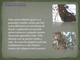 Sube polas árbores igual ca o
gabeador común, aínda que hai
unha diferencia na súa forma de
facelo: o gabeador só ascende
polos troncos e o piquelo tamén
descende agarrado a eles. Polo
demais non se parece moito a
este. As cores do piquelo azul son
rechamantes e a súa forma e
coma a de calquera outro paxaro.
 