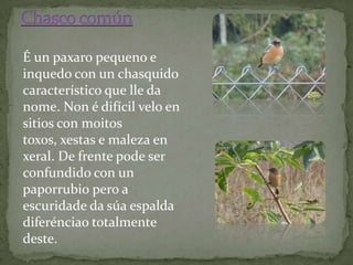 É un paxaro pequeno e
inquedo con un chasquido
característico que lle da
nome. Non é difícil velo en
sitios con moitos
toxos, xestas e maleza en
xeral. De frente pode ser
confundido con un
paporrubio pero a
escuridade da súa espalda
diferénciao totalmente
deste.
 
