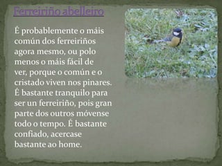 É probablemente o máis
común dos ferreiriños
agora mesmo, ou polo
menos o máis fácil de
ver, porque o común e o
cristado viven nos pinares.
É bastante tranquilo para
ser un ferreiriño, pois gran
parte dos outros móvense
todo o tempo. É bastante
confiado, acercase
bastante ao home.
 