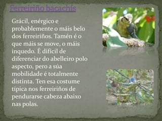 Grácil, enérgico e
probablemente o máis belo
dos ferreiriños. Tamén é o
que máis se move, o máis
inquedo. É difícil de
diferenciar do abelleiro polo
aspecto, pero a súa
mobilidade é totalmente
distinta. Ten esa costume
típica nos ferreiriños de
pendurarse cabeza abaixo
nas polas.
 