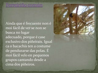 Ainda que é frecuente non é
moi fácil de ver se non se
busca no lugar
adecuado, porque é case
exclusivo dos piñeirais. Igual
ca o bacachís ten a costume
de pendurarse das polas. É
moi fácil velo en pequenos
grupos cantando desde a
cima dos piñeiros.
 