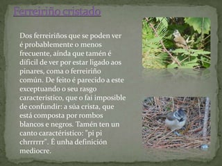 Dos ferreiriños que se poden ver
é probablemente o menos
frecuente, aínda que tamén é
díficil de ver por estar ligado aos
pinares, coma o ferreiriño
común. De feito é parecido a este
exceptuando o seu rasgo
característico, que o fai imposible
de confundir: a súa crista, que
está composta por rombos
blancos e negros. Tamén ten un
canto caractéristico: "pi pi
chrrrrrr". É unha definición
mediocre.
 