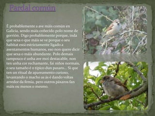 É probablemente a ave máis común en
Galicia, sendo máis coñecido polo nome de
gorrión. Digo probablemente porque, inda
que sexa o que máis se ve porque o seu
habitat está estrictamente ligado a
asentamentos humanos, eso non quere dicir
que sexa o máis abundante. Polo demais
tampouco é unha ave moi destacable, non
ten unha cor rechamante, fai niños normais,
o seu tamaño é o típico dun paxaro... Si que
ten un ritual de apareamento curioso,
levantando o macho as ás é dando voltas
arredor da femia, pero outros páxaros fan
máis ou menos o mesmo.
 