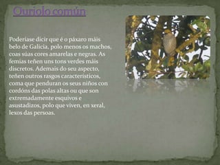 Poderíase dicir que é o páxaro máis
belo de Galicia, polo menos os machos,
coas súas cores amarelas e negras. As
femias teñen uns tons verdes máis
discretos. Ademais do seu aspecto,
teñen outros rasgos característicos,
coma que penduran os seus niños con
cordóns das polas altas ou que son
extremadamente esquivos e
asustadizos, polo que viven, en xeral,
lexos das persoas.
 