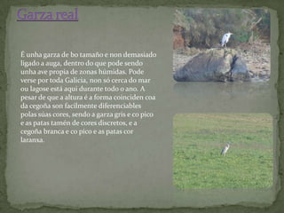 É unha garza de bo tamaño e non demasiado
ligado a auga, dentro do que pode sendo
unha ave propia de zonas húmidas. Pode
verse por toda Galicia, non só cerca do mar
ou lagose está aqui durante todo o ano. A
pesar de que a altura é a forma coinciden coa
da cegoña son facilmente diferenciables
polas súas cores, sendo a garza gris e co pico
e as patas tamén de cores discretos, e a
cegoña branca e co pico e as patas cor
laranxa.
 