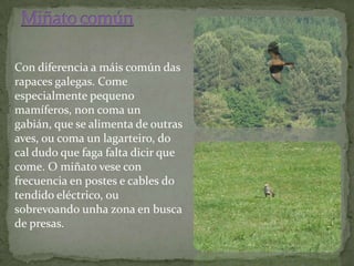 Con diferencia a máis común das
rapaces galegas. Come
especialmente pequeno
mamíferos, non coma un
gabián, que se alimenta de outras
aves, ou coma un lagarteiro, do
cal dudo que faga falta dicir que
come. O miñato vese con
frecuencia en postes e cables do
tendido eléctrico, ou
sobrevoando unha zona en busca
de presas.
 