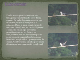 É unha ave da que todo o mundo oíu
falar, pero pouca xente debe saber do seu
aspecto. De todas formas tampouco é moi
chamativo, coas súas cores pardas é
grisáceas. O que si que é característico del
son o seu canto (cu cu, cu cu) do cal provén
o seu nome e o seu tipo especial de
parasitismo. Así, en vez de facer un
niño, deixa os ovos no niño doutro paxaro
pequeno coma un pardal orelleiro, unha
lavandeira, un picafollas... para que estes llo
cuiden. Con frecuencia a ave hóspede acaba
alimentando a un paxaro máis grande ca el.
 