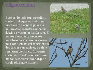 É coñecido polo seu melodioso
canto, ainda que ao mellor non
tanta xente o coñeza pola súa
beleza, coas manchas amarelas
das ás e o vermello da súa cara. É
menos abundante ca outros
membros da súa familia, quizas
pola súa dieta na cal as sementes
dos cardos son básicos, de ahí o
seu nome científico, Carduelis
carduelis. Cando son novos son
menos caractéristicos porque a
cor da súa cara é marrón.
 