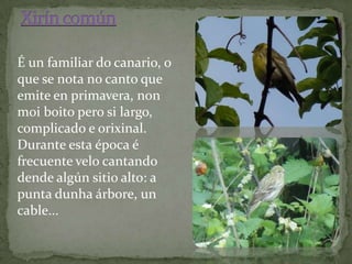 É un familiar do canario, o
que se nota no canto que
emite en primavera, non
moi boito pero si largo,
complicado e orixinal.
Durante esta época é
frecuente velo cantando
dende algún sitio alto: a
punta dunha árbore, un
cable...
 