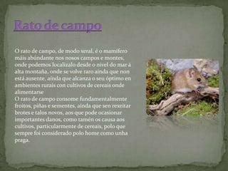 O rato de campo, de modo xeral, é o mamífero
máis abúndante nos nosos campos e montes,
onde podemos localizalo desde o nivel do mar á
alta montaña, onde se volve raro aínda que non
está ausente, aínda que alcanza o seu óptimo en
ambientes rurais con cultivos de cereais onde
alimentarse
O rato de campo consome fundamentalmente
froitos, piñas e sementes, aínda que sen rexeitar
brotes e talos novos, aos que pode ocasionar
importantes danos, como tamén os causa aos
cultivos, particularmente de cereais, polo que
sempre foi considerado polo home como unha
praga.
 