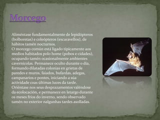 Aliméntase fundamentalmente de lepidópteros
(bolboretas) e coleópteros (escaravellos), de
hábitos tamén nocturnos.
O morcego común está ligado típicamente aos
medios habitados polo home (pobos e cidades),
ocupando tamén ocasionalmente ambientes
cavernícolas. Permanece oculto durante o día,
formando dilatadas colonias en grietas de
paredes e muros, faiados, bufardas, adegas,
campanarios e pontes, iniciando a súa
actividade coas últimas luces da tarde.
Oriéntase nos seus desprazamentos valéndose
da ecolocación, e permanece en letargo durante
os meses fríos do inverno, sendo observado
tamén no exterior nalgunhas tardes asolladas.
 