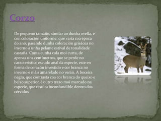 De pequeno tamaño, similar ao dunha ovella, e
con coloración uniforme, que varía coa época
do ano, pasando dunha coloración grisácea no
inverno a unha pelame estival de tonalidade
castaña. Conta cunha cola moi curta, de
apenas uns centímetros, que se perde no
característico escudo anal da especie, este en
forma de corazón investido e cor branca no
inverno e máis amarelado no verán. A boceira
negra, que contrasta coa cor branca do queixo e
beizo superior, é outro trazo moi marcado na
especie, que resulta inconfundible dentro dos
cérvidos
 