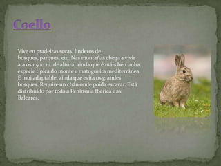 Vive en pradeiras secas, linderos de
bosques, parques, etc. Nas montañas chega a vivir
ata os 1.500 m. de altura, aínda que é máis ben unha
especie típica do monte e matogueira mediterránea.
É moi adaptable, aínda que evita os grandes
bosques. Require un chán onde poida escavar. Está
distribuído por toda a Península Ibérica e as
Baleares.
 