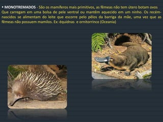  MONOTREMADOS - São os mamíferos mais primitivos, as fêmeas não tem útero botam ovos
Que carregam em uma bolsa de pele ventral ou mantêm aquecido em um ninho. Os recém-
nascidos se alimentam do leite que escorre pelo pêlos da barriga da mãe, uma vez que as
fêmeas não possuem mamilos. Ex: équidnas e ornitorrinco (Oceania)
 