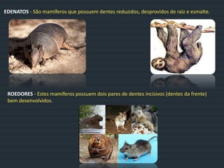 EDENATOS - São mamíferos que possuem dentes reduzidos, desprovidos de raiz e esmalte.
ROEDORES - Estes mamíferos possuem dois pares de dentes incisivos (dentes da frente)
bem desenvolvidos.
 
