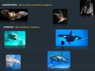 QUIRÓPTEROS - São os únicos mamíferos voadores.
CETÁCEOS - São mamíferos marinhos.
 