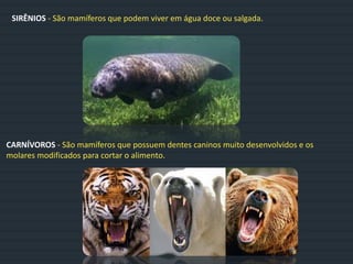 SIRÊNIOS - São mamíferos que podem viver em água doce ou salgada.
CARNÍVOROS - São mamíferos que possuem dentes caninos muito desenvolvidos e os
molares modificados para cortar o alimento.
 