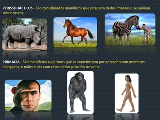 PERISSODÁCTILOS - São considerados mamíferos que possuem dedos ímpares e se apóiam
sobre cascos.
PRIMATAS - São mamíferos superiores que se caracterizam por apresentarem membros
alongados, e mãos e pés com cinco dedos providos de unha.
 