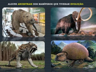 ALGUNS ANCESTRAIS DOS MAMÍFEROS QUE TIVERAM EVOLUÇÃO:
 