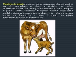 Mamíferos são animais que mamam quando pequenos, em glândulas mamárias
que são desenvolvidas na fêmeas e atrofiados nos machos.
Os mamíferos possuem pelos, unhas glândulas sebáceas e glândulas sudoríparas
na pele. São animais homeotermos, de respiração pulmonar, coração com 4
cavidades, diafragma separando tórax de abdômen; são vivíparos e possuem
sentidos bem desenvolvidos. A maioria é terrestre, mas existem
representantes aquáticos e até mesmo voadores.
 