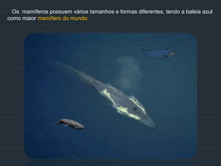 Os mamíferos possuem vários tamanhos e formas diferentes, tendo a baleia azul
como maior mamífero do mundo:
 
